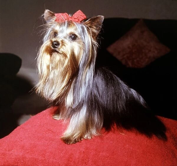 Yorkshire terrier Progress Prospect wearing a bow in her hair September 1965
