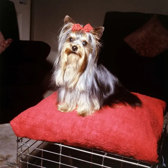 Framed Print : Yorkshire terrier Progress Prospect wearing a bow in her hair September 1965 Framed Print : Yorkshire terrier Progress Prospect wearing a bow in her hair September 1965