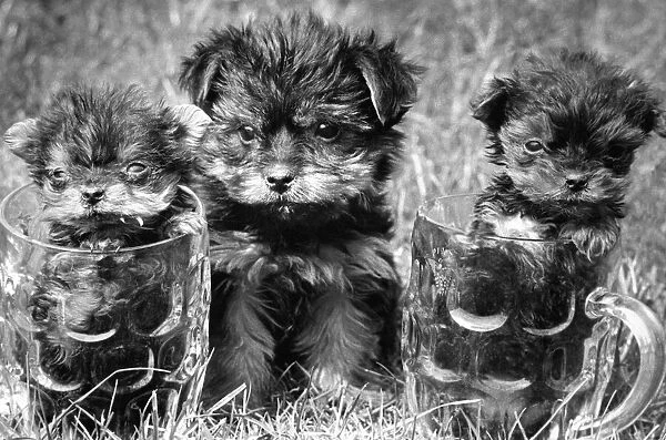 Three Yorkshire Terrier puppies
