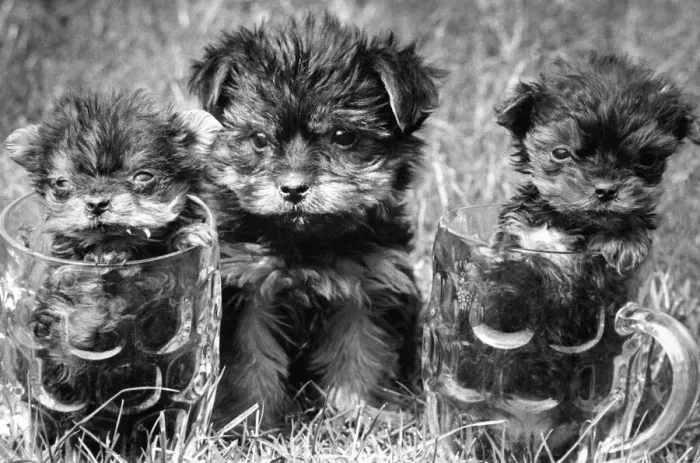 Framed Print : Three Yorkshire Terrier puppies