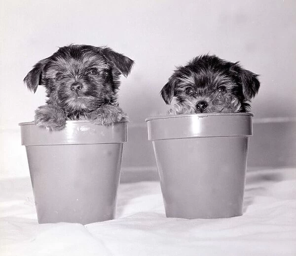 Two yorkshire terrier puppies playing inside a couple of plant pots May 1979
