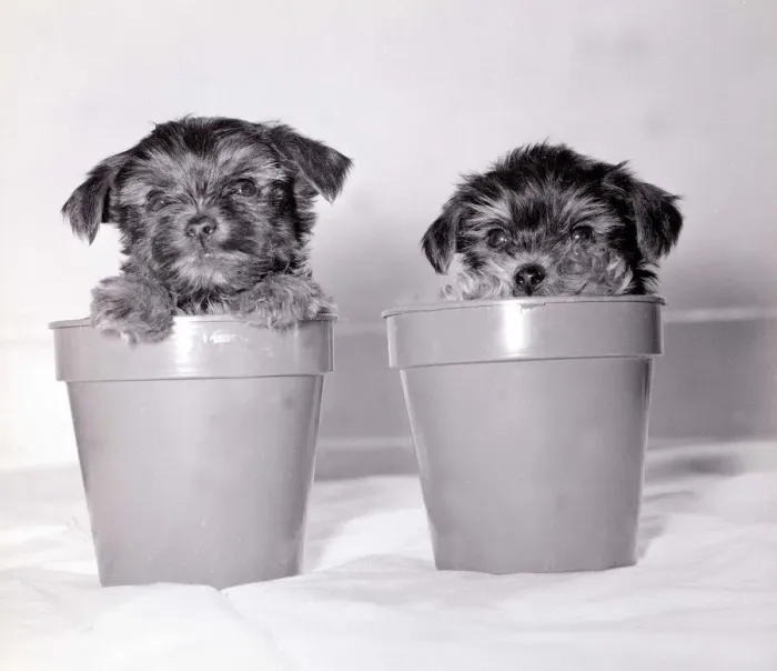 Framed Print : Two yorkshire terrier puppies playing inside a couple of plant pots May 1979