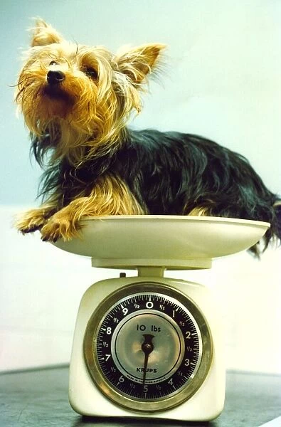 A Yorkshire Terrier being weighed, circa 1990
