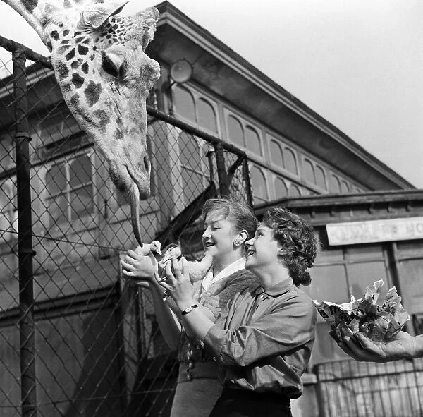 Youki, tame giraffe at Belle Vue Zoo, gives a motherly lick to two new arrivals