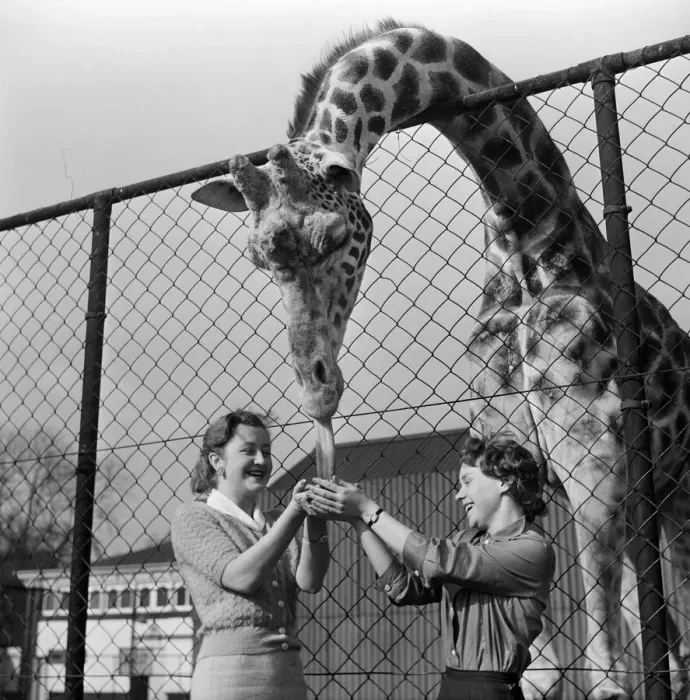 Framed Print : Youki, tame giraffe at Belle Vue Zoo, gives a motherly lick to two new arrivals