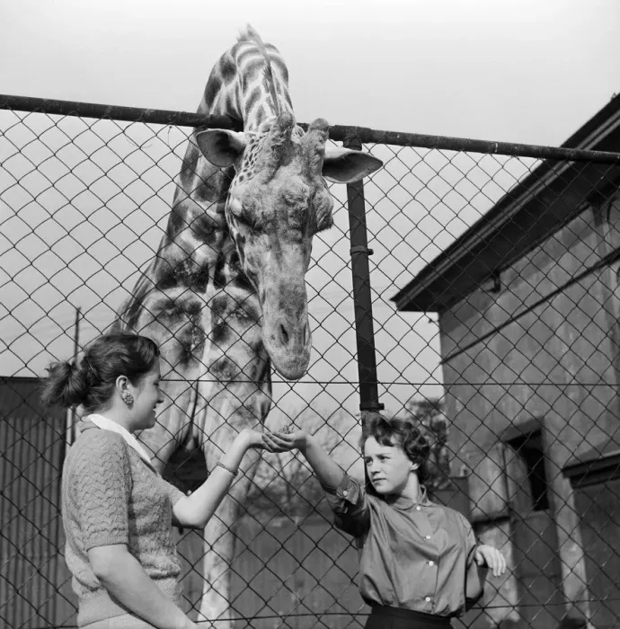 Framed Print : Youki, tame giraffe at Belle Vue Zoo, gives a motherly lick to two new arrivals Framed Print : Youki, tame giraffe at Belle Vue Zoo, gives a motherly lick to two new arrivals