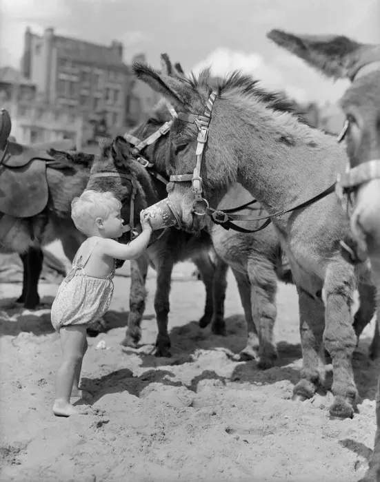 Framed Print : Young Amanda Ryan stroking one of the donkeys and feeding it peanuts during a day out to Framed Print : Young Amanda Ryan stroking one of the donkeys and feeding it peanuts during a day out to