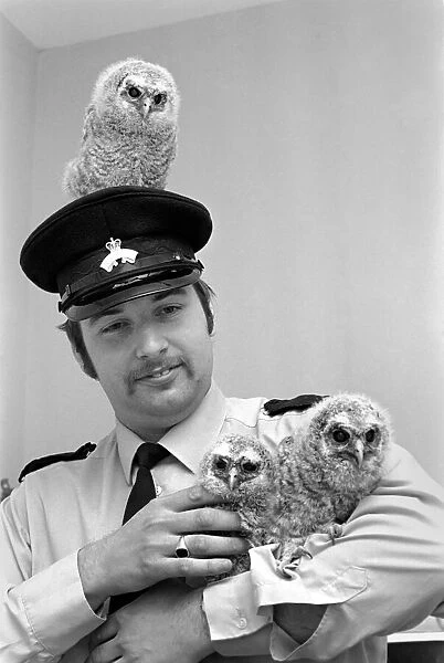 Three young baby owls with RSPCA officer David Barnes. May 1975