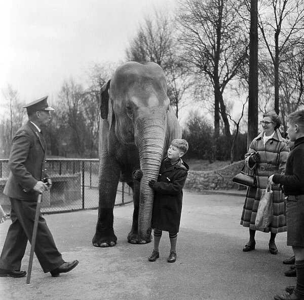 A young boy allowed to touch an elephant at London Zoo. 29th December 1954