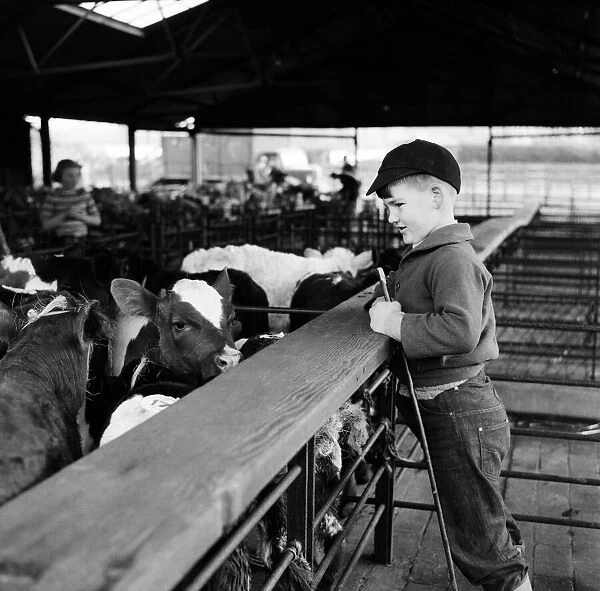 A young boy looking at cows at a cattle market at Thornbury, South Gloucestershire
