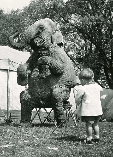 A young boy looks at an Elephant at a circus which is sitting on a stand with its front