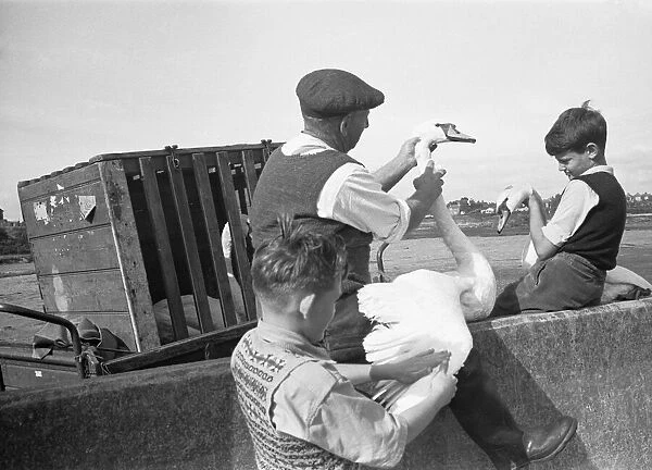 Two young boys help one of the keepers at the Abbotsbury Swannery examine a pair of mute