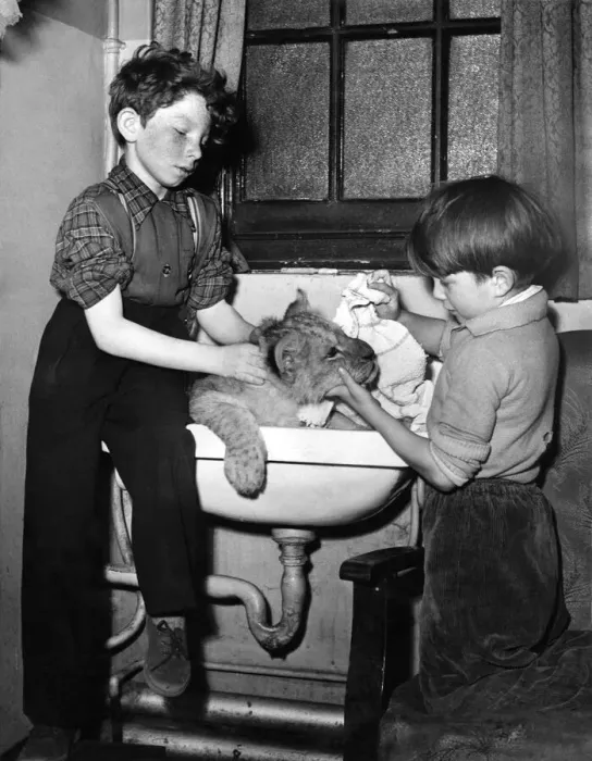 Framed Print : Two young boys washing their pet lion in the bathroom sink Framed Print : Two young boys washing their pet lion in the bathroom sink