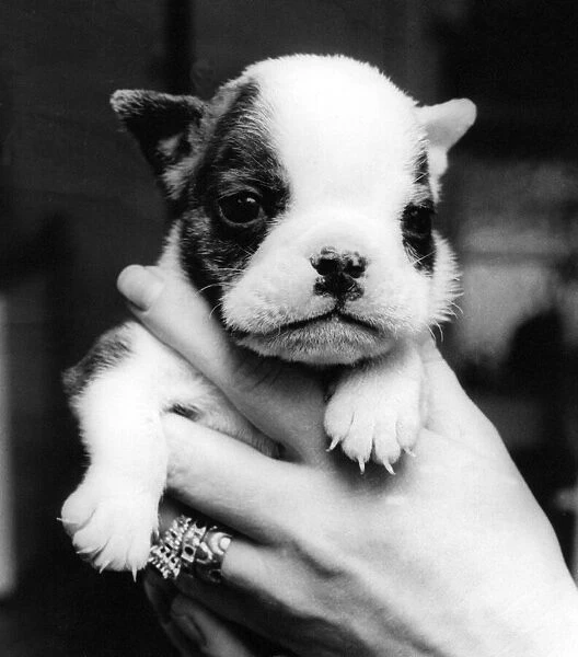 A young Bulldog puppy