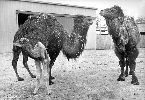 A young camel with its parents at Lambton Pleasure Park in March 1980