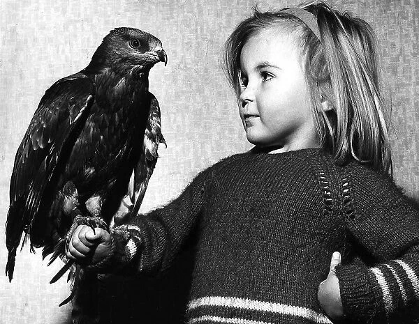 A young child holding a young Honey Buzzard found with damaged wing and tail feathers
