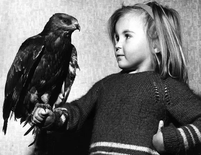 Framed Print : A young child holding a young Honey Buzzard found with damaged wing and tail feathers
