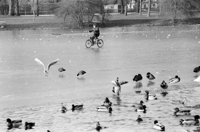 Framed Print : A young child riding his bike on the ice covered boating lake at Victoria Park in London