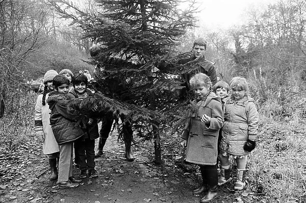 Young children collecting a Christmas tree. Teesside, December 1985
