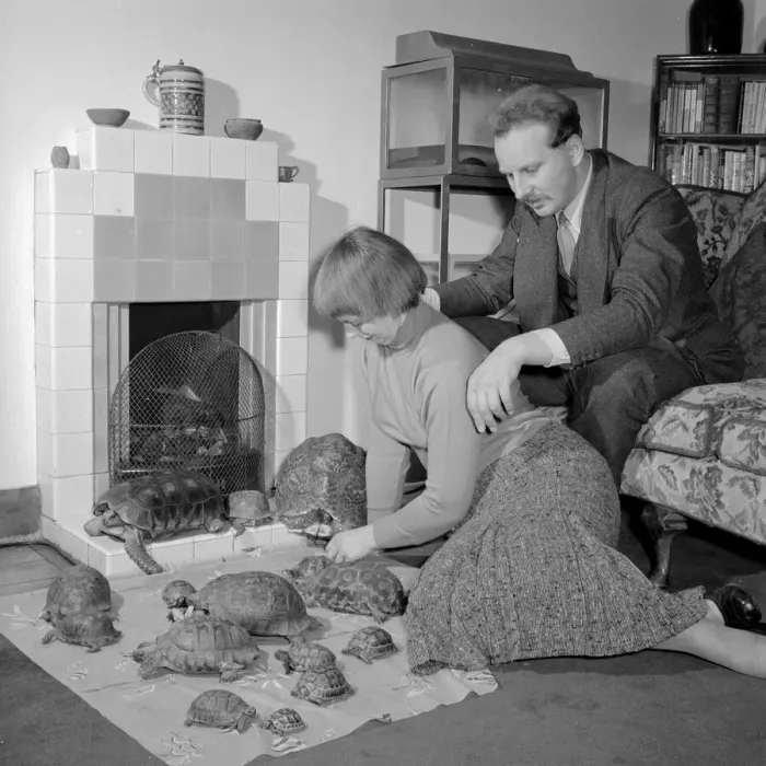 Framed Print : A young couple with their pet Turtles and Tortises Circa 1957 Framed Print : A young couple with their pet Turtles and Tortises Circa 1957