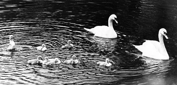 These eight young cygnets are the latest addition to the colony at Saltwell Park