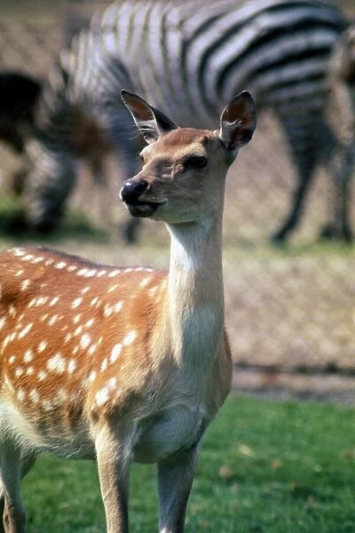 Young deer at Chester Zoo October 1977