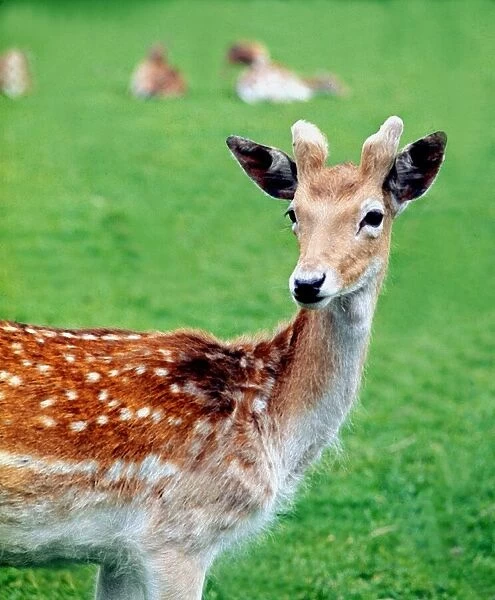 Young Deer in Richmond Park, London July 1968