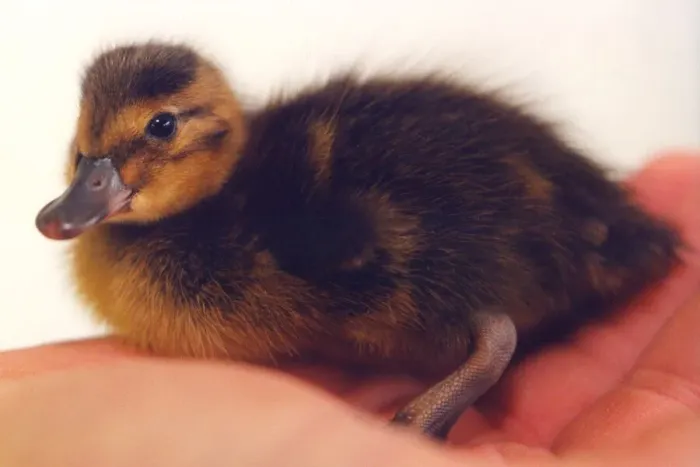 Framed Print : A young duckling