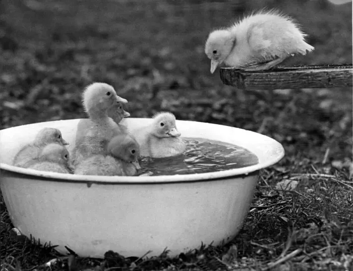 Framed Print : A young duckling thinks twice about taking the plunge with his friends. May 1976 Framed Print : A young duckling thinks twice about taking the plunge with his friends. May 1976