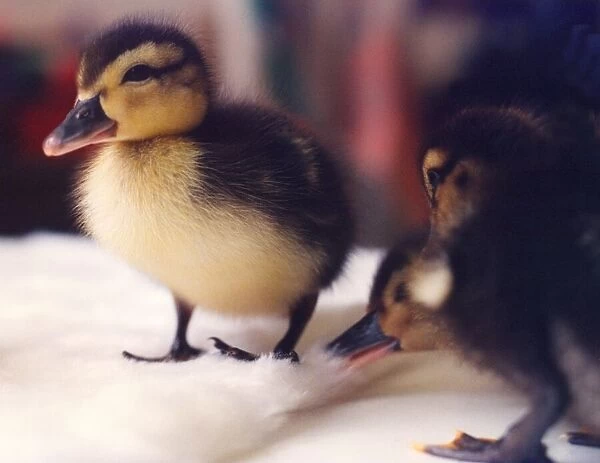 Some young ducklings