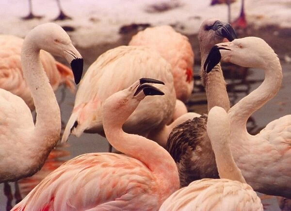 A young flamingo with grey plumage stands out amongst the pink elder ones