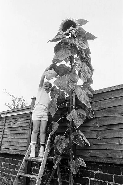 Young gardener, Victoria Hazell, proudly waters the giant sun flower growing in her back