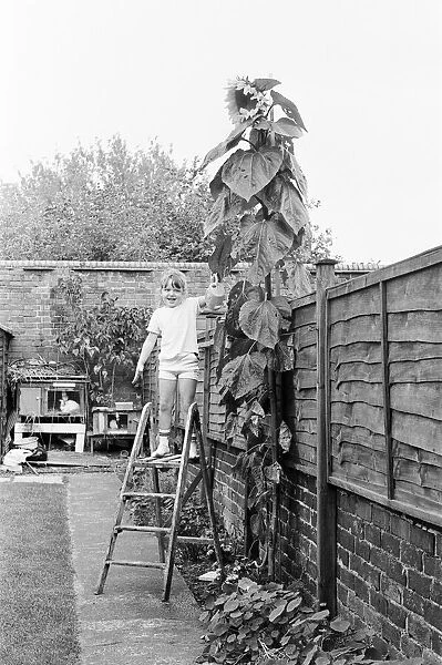Young gardener, Victoria Hazell, proudly waters the giant sun flower growing in her back