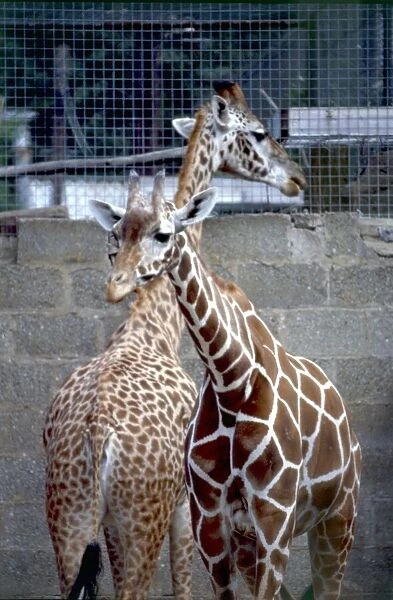 Two young Giraffes looking away from each other at Chester Zoo August 1979