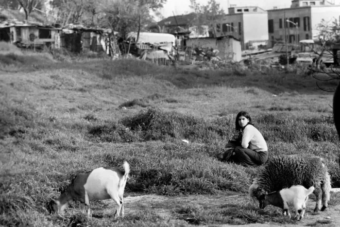 Framed Print : Young girl with farm animals in a poor suburb on the outskirts of Rome Framed Print : Young girl with farm animals in a poor suburb on the outskirts of Rome