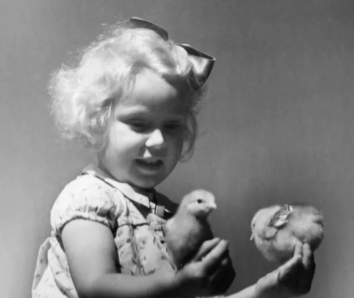 Framed Print : Young girl holding tiny fluffy chicks in her hand Circa 1945 P044465