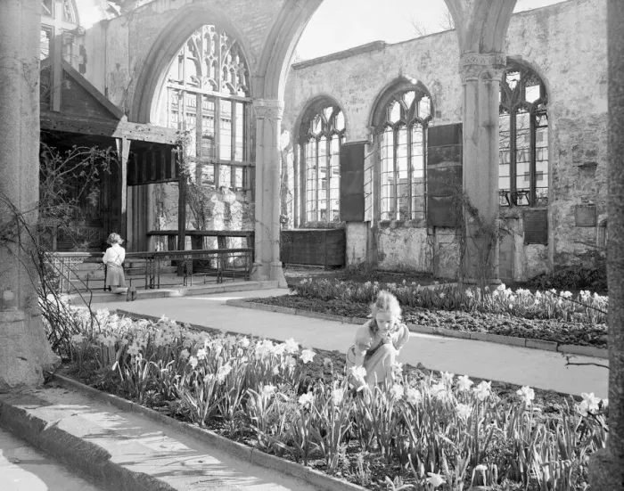 Framed Print : A young girl looks at the Dafodils growing in the remains of St Andrews Church in