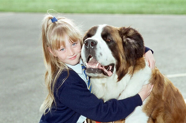 A young girl pictured at school with a St. Bernard dog. 10th September 1990