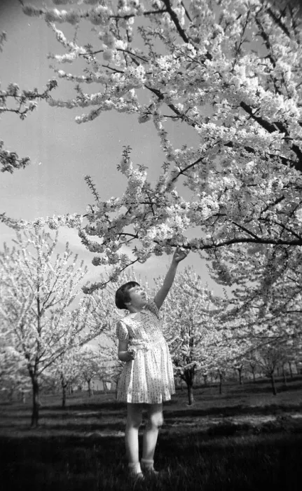 Framed Print : A young girl reaching up at fruit trees in blossom at Newington - April 1944 Framed Print : A young girl reaching up at fruit trees in blossom at Newington - April 1944