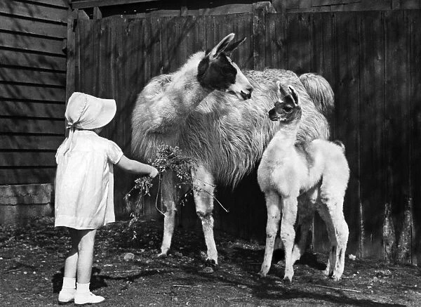 A young girl seen here trying to feed Llama s. 28th March 1944