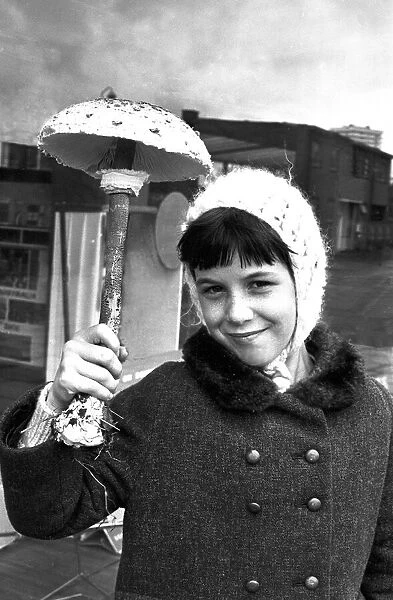 This young girl has a very unusual umbrella. The parasol mushroom was found in Coventry
