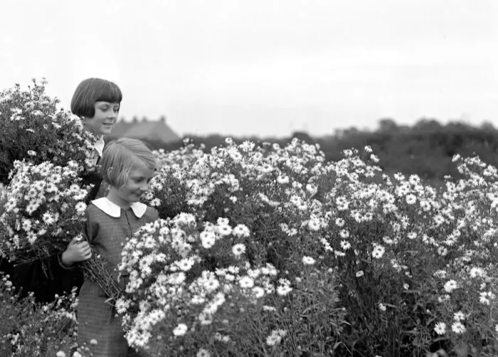 Framed Print : Two young girls collecting Daisies in a field. 10th August 1933
