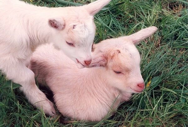 Two young goats (kids)