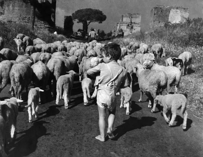 Framed Print : Young Guerrino likes to follow the sheep as they pass along the ancient Appian Way in Framed Print : Young Guerrino likes to follow the sheep as they pass along the ancient Appian Way in