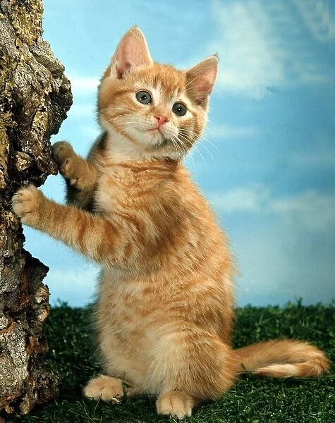 A young kitten leaning on tree September 1976