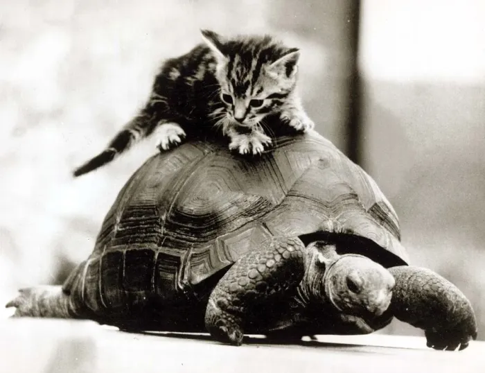 Framed Print : A young kitten pounces on top of a slow moving tortoise December 1984