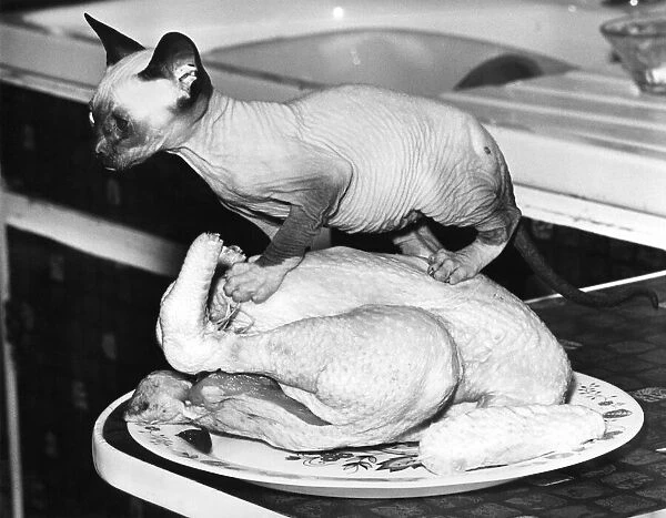 This young kitten stakes his claim to the Christmas turkey. Circa 1980. P007406
