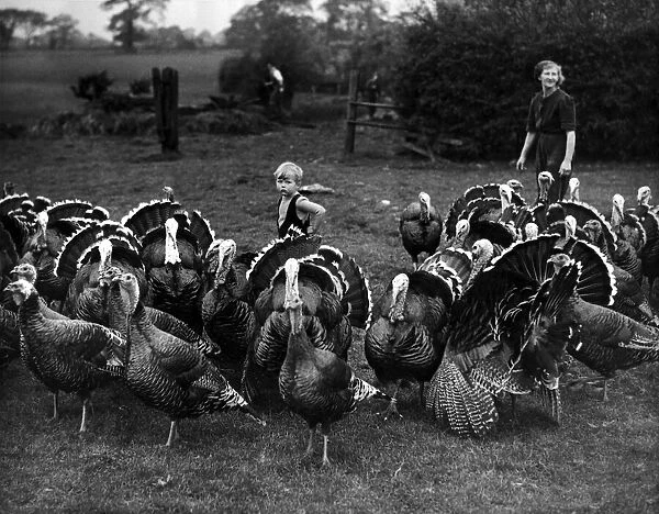A young lad helps to round up the Turkeys. October 1946 P000013