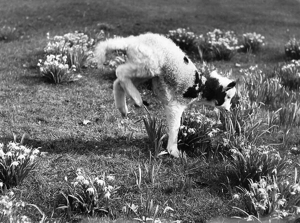 Young lamb at Whipsnade Zoo, amongst the spring flowers. March 1957