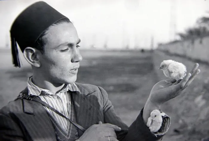 Framed Print : A young man of Egypt wearing a fez, holding chicks in his hand Circa 1935 Framed Print : A young man of Egypt wearing a fez, holding chicks in his hand Circa 1935